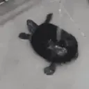 贴纸