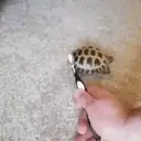 贴纸