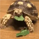 贴纸