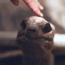 贴纸