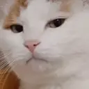 Adhesiu