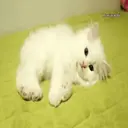 Figurinha