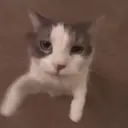 ਸਟਿਕਰ