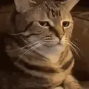 ਸਟਿਕਰ