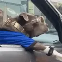 Стикер