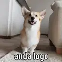 Adhesiu