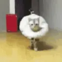 Límmiði