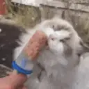 Límmiði