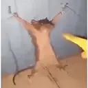 Adhesiu