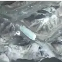 Límmiði