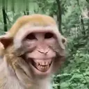 Կպչուն պիտակ