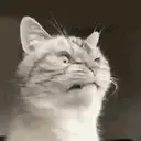 ਸਟਿਕਰ