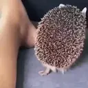 ملصق