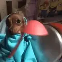 ملصق