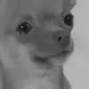 ملصق