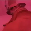 Կպչուն պիտակ