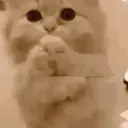 Կպչուն պիտակ