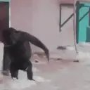 Կպչուն պիտակ