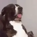 Կպչուն պիտակ