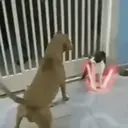 Կպչուն պիտակ