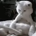 Կպչուն պիտակ