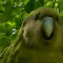 Կպչուն պիտակ