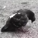 ملصق