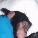 ملصق