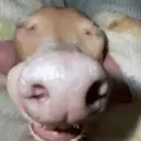 ملصق