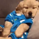 ملصق