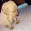 ملصق