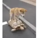 स्टिकर