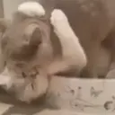 Pelekat