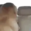 ஸ்டிக்கர்