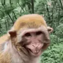 Pelekat