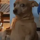 מדבקה