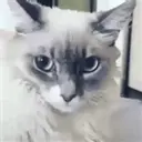 اسٹیکر