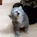 ملصق