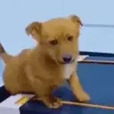 Figurinha