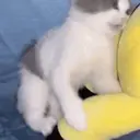 Figurinha