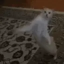 贴纸