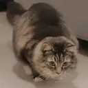 贴纸