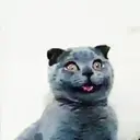 贴纸