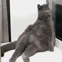 贴纸