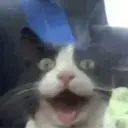 贴纸