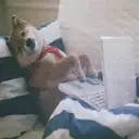 贴纸