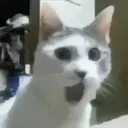 贴纸