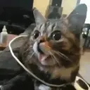 贴纸