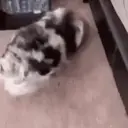 স্টিকার