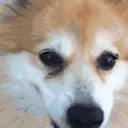 贴纸